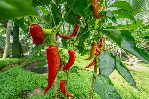 Heißer Sommer mit feurigen Früchten